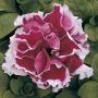 Seminte profesionale  Petunia grandiflora - flori duble - imagine 48751